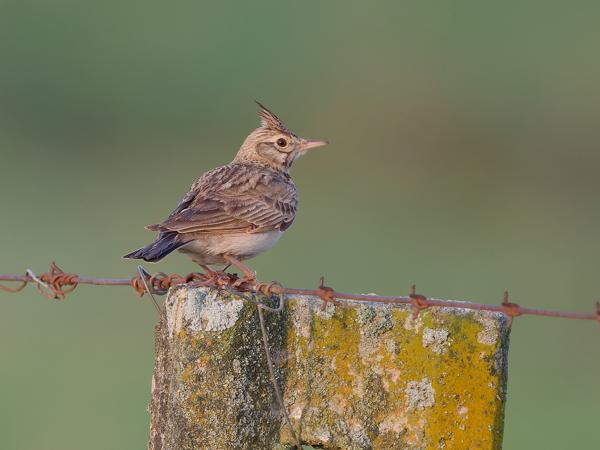 <h3><a href="/trips/extramadura/biota/animalia/chordata/aves/040 passeriformes/073 alaudidae/galerida cristata/galerida cristata-nl.html">Galerida&nbsp;cristata</a> / Crested&nbsp;lark / Kuifleeuwerik</h3>OM-1 Mark II met OLYMPUS M.150-400mm F4.5 TC, 1/2000 sec  bij F5.6, ISO 5000, afstand 23.6&nbsp;m